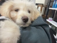 3 Aylık Yavru Köpeğimiz