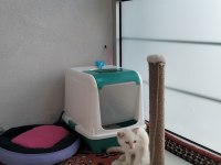 Scottish fold pati yeni yuvasını arıyor
