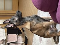 Üst Düzey Erkek Malinois