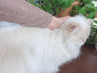 British golden longhair full secereli