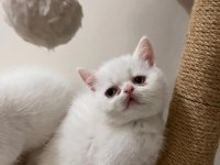 Teslime hazır british shorthair bebekler