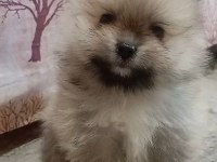 Pomeranian Boo Erkek Bebeğim