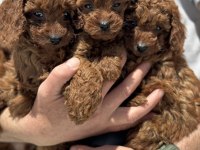 Petmode köpek çiftliğinde ziyarete açık toy poodle