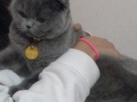 Dişi scottish fold