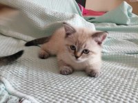 British Shorthair Bebekler