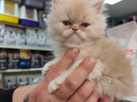Türünün güzel örneklerinden british longhair yavrular