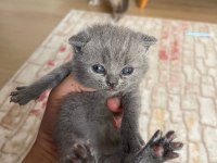 Evinizin british shorthair neşeleri burada