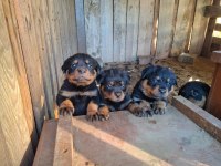 KOCA KAFA ANNE BABADAN NADİR KAN KÖPEĞİMİZ