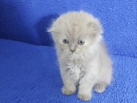İstanbul içi Adrese teslim lilak scottish fold longhair