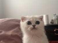 Scottish Fold Yavrularımız Yuva Arıyor (DİŞİ)