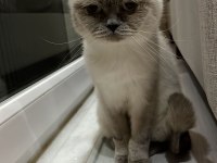 Uysal 2 british shorthair