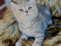 British Shorthair Yavru Kedimiz