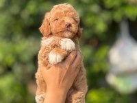 TEACUP KORE MALTIPOO SAFKAN WC EĞİTİMLİ 
