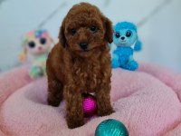 Şecereli Mini Boy Toy Poodle Yavrularımız