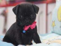 Black lekesiz pug bebeğimiz hazır