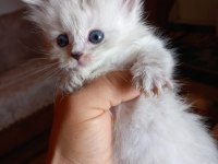 Prensesimiz british longhair