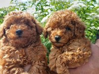 ORJİNAL IRK GARANTİLİ TOY POODLE 