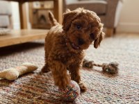 Toy Poodle Yavrumuz