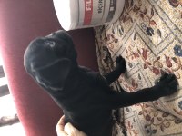 Son Erkek Safkan Pug Mops yavrumuz