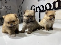 Kar Beyazı pomeranian bebeklerimiz