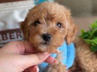 Türünün en yakışıklısı maltipoo