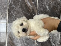 Orjinal bichon frise yavrular