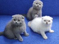 İstanbul İçi 7/24 Adrese Teslim Scottish Fold Ponçikler