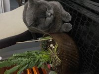 Acil british shorthair sahiplendirilecek