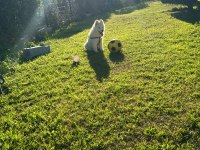 3 Aylık erkek yavru Saf Irk Samoyed