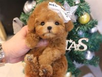 Aşıları Tam Ped Eğitimli Toy Poodle Yavrular