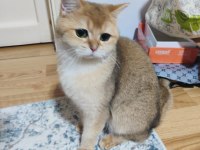 Golden ny12 dişi 2 yaş british shorthair