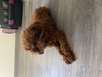 Safkan toy poodle yetişkin dişiler