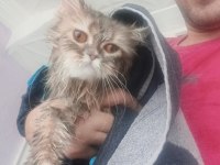 1 yaşındaki british longhair kızımız