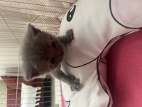 British shorthair yavrumuz yeni yuvasını arıyor