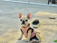 8 Aylık A Kalite French Bulldog