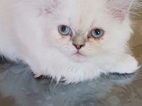 British Longhair Bebek Yavrular