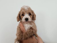DÜNYA TATLISI MALTİPOO KALİTELİ BEBEKLER