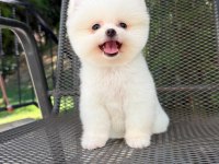 Dişi Ve Erkek Pomeranian