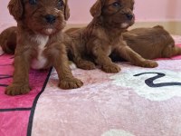 Toy poodle ayarında cavapo erkek bebekler
