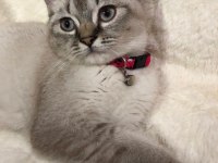 BRİTİSH KEDİMİZ LUNAYA YUVA ARIYORUZ