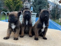 Belçika Malinois