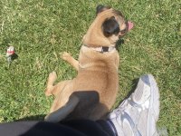 5 aylık dişi pug