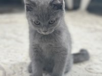 British shorthair 2 aylık dişi