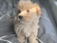 Burunsuz maltipoo teacup