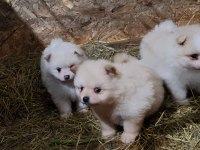 1 buçuk aylık pomeranian