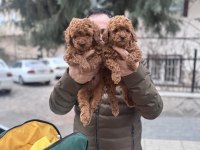 Safkan sağlıklı TOY POODLE yavrular anne altından