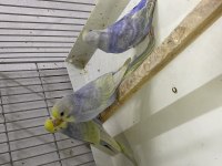 Rainbow muhabbet kuşu yavrular