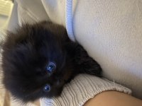British longhair british shorthair yavru kediler