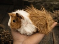 Safkan Ticolor Peruvian Bebek Ginepig