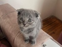 British shorthair kedimiz